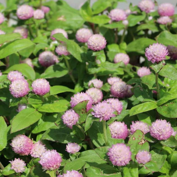 Outsidepride Gomphrena Salmon - 2000 Seeds