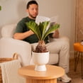 thumbnail image 6 of Costa Farms 20-28" Tall Sago Palm Bright Indirect Sunlight, Indoor Live House Plants, Decor Pot, 6 of 11