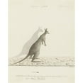 thumbnail image 2 of John Hunter 15x18 Black Ornate Wood Framed Double Matted Museum Art Print Titled - Macropus Sp. (Kangaroo) (1788), 2 of 5