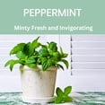 thumbnail image 2 of Absolute Green All Purpose Cleaner Spray, Non-Toxic, Kitchen, Bathroom, Countertop, Windows, Safe around Kids and Pets, Natural Peppermint Scent, 25 oz (1 Pack) C67, 2 of 3
