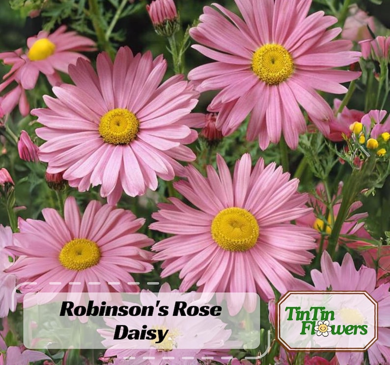 100 Robinson's Rose Seeds Perennial Non Flower Seeds for Gardens