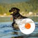 thumbnail image 4 of 2 Piezas de Luz LED Colgante para Perro, Luz para Collar de Perro, Collar de Luz Nocturna para Perro, Luz de Seguridad Impermeable para Mascotas, Naranja, Versalles, 4 of 5