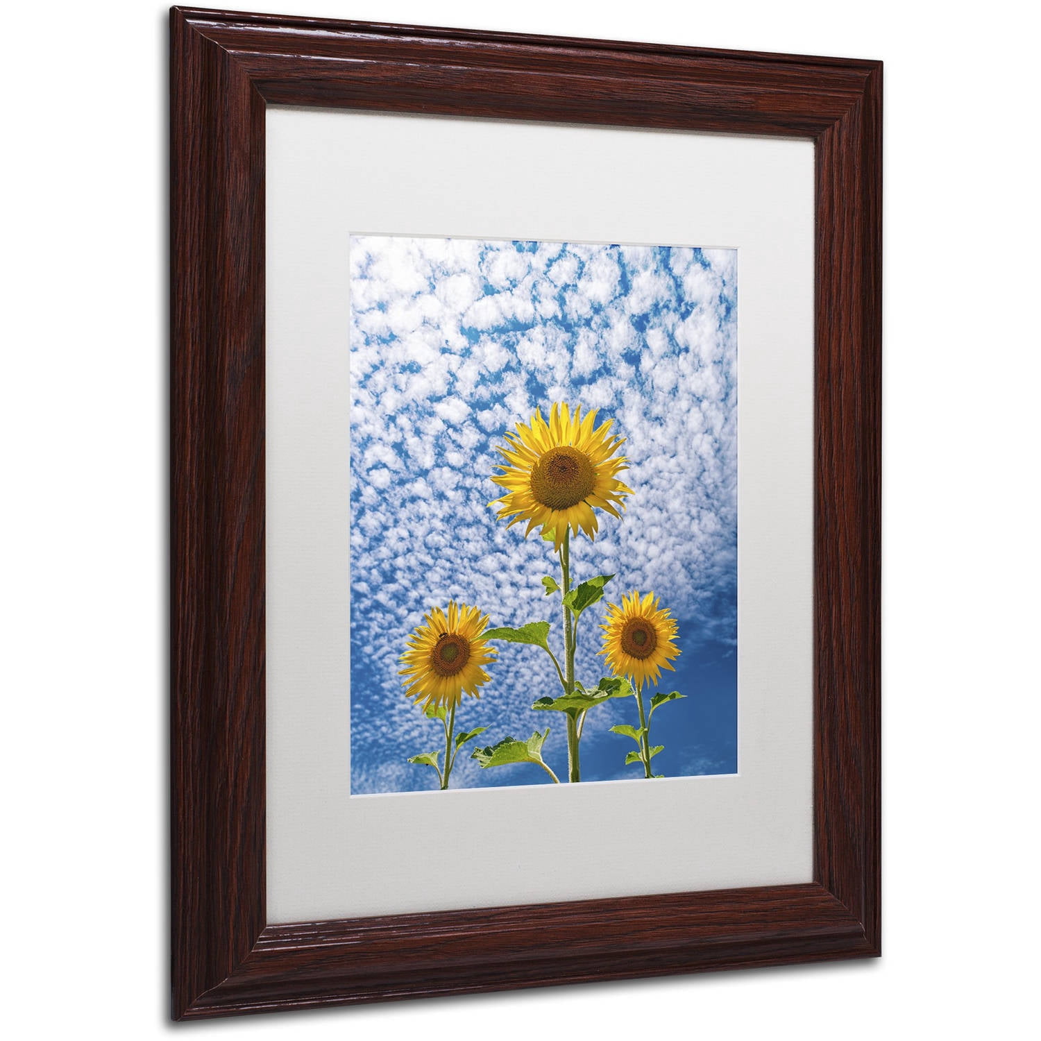 Trademark Fine Art 'Sunflower Triad' Canvas Art by Michael Blanchette Photography, White Matte, Wood Frame