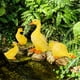 thumbnail image 4 of 4 figuras de pato de hadas para jardín, para estanque, exterior e interior. 4 piezas amarillo, 4 of 6