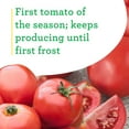 thumbnail image 6 of (2 pack) Bonnie Plants Early Girl Tomato 19.3 oz., 6 of 12