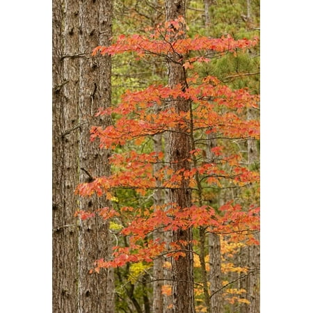 Maple Trees in Fall Colors, Hiawatha National Forest, Upper Peninsula of Michigan Print Wall Art By Adam