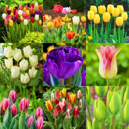 

Tulip Bulbs Low Maintenance Tulips Are Suitable for Outdoor Planting Tulips Have An Elegant Appearance Light and Fresh Fragrance