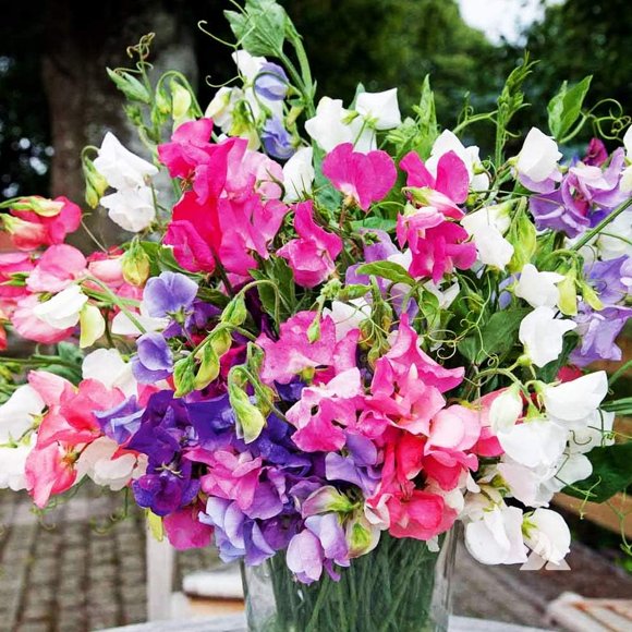GSDWIUEW Seeds Flowers Indoor Sweet Pea Low Annual Outdoor Cut Garden