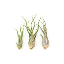 Tillandsia Caput Medusae Air Plants - Live Succulent House Plants - Available in Wholesale and Bulk - Home and Garden Decor - Easy Care Indoor and Outdoor Plants (Pack of 3)