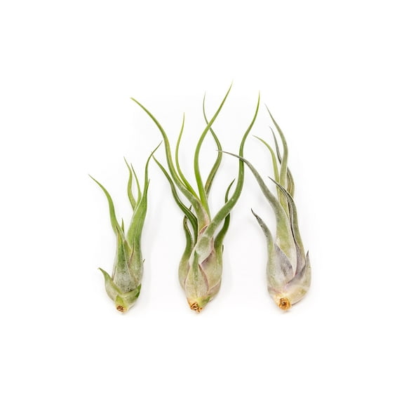 Tillandsia Caput Medusae Air Plants - Live Succulent House Plants - Available in Wholesale and Bulk - Home and Garden Decor - Easy Care Indoor and Outdoor Plants (Pack of 3)