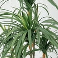 thumbnail image 6 of 89.6'' Artificial Dragon tree in a Square beige fiberstone planter perfect for indoor and outdoor use, 6 of 7