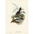 thumbnail image 2 of Gould, John 13x18 Gold Ornate Wood Framed with Double Matting Museum Art Print Titled - Rufescent Scrub-Bird-Atrichia rufescens, 2 of 4