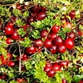 thumbnail image 6 of Organic Dried Cranberries, 25 Pounds — Non-GMO, Kosher, Raw, Vegan — by Food to Live, 6 of 6