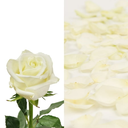 Roses 75 Stems of White Farm Direct Fresh Cut Flowers and Rose Petals 2 Bags of White Farm Direct Fresh Cut Petals by Bloomingmore Roses 75 Stems of White Farm Direct Fresh Cut Flowers and Rose Petals 2 Bags of White Farm Direct Fresh Cut Petals by Bloomingmore