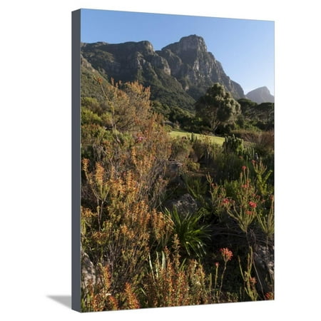 Garden Furniture Cape Town South Africa Kirstenbosch National Botanical Garden, Cape Town, South Africa, Africa Stretched Canvas Print Wall Art By Sergio Pitamitz ()