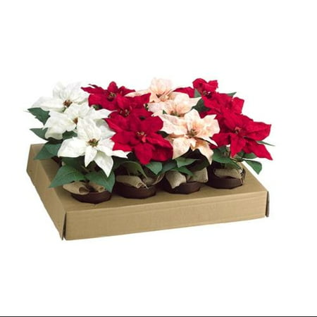  Red Christmas Poinsettia Plant in Terra Cotta Pot  Walmart.com