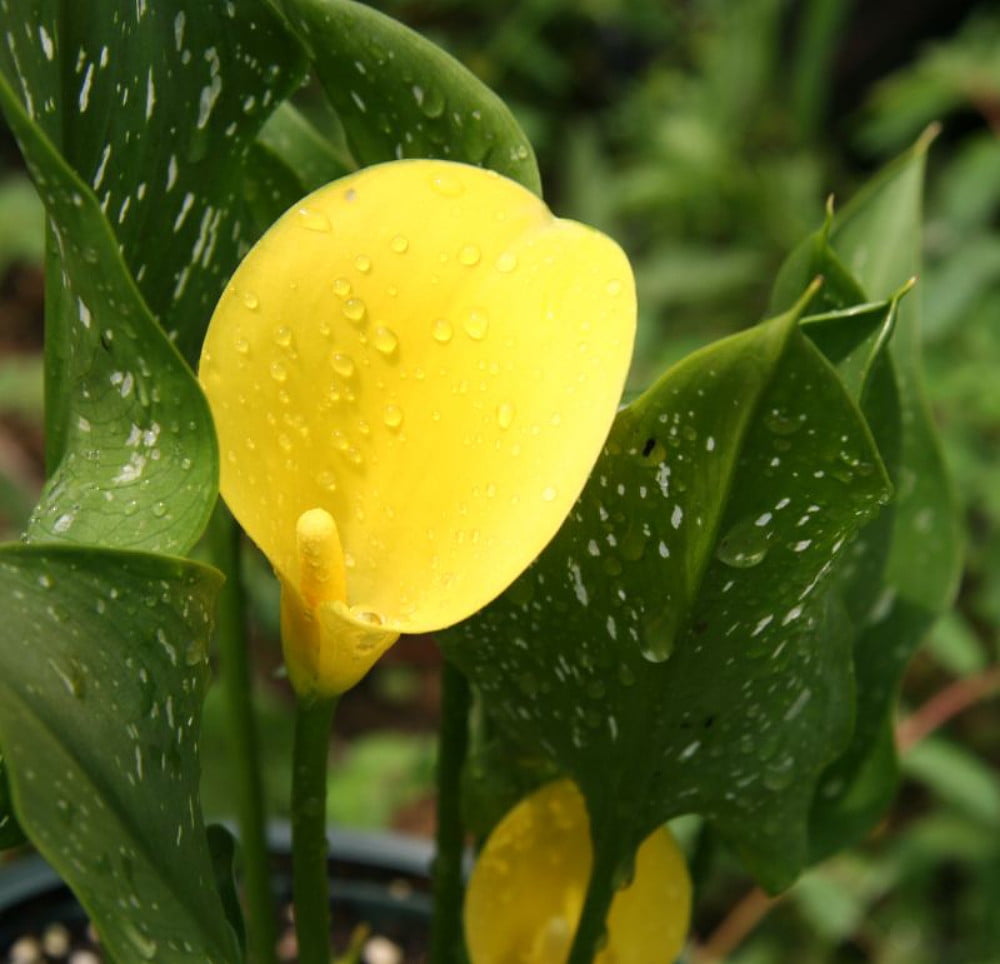 Sunshine Calla Lily Bulb plus Hirt's Bulb Food Bright, Light Yellow
