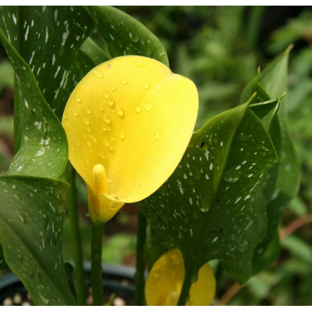 Sunshine Calla Lily Bulb plus Hirt's Bulb Food Bright, Light Yellow