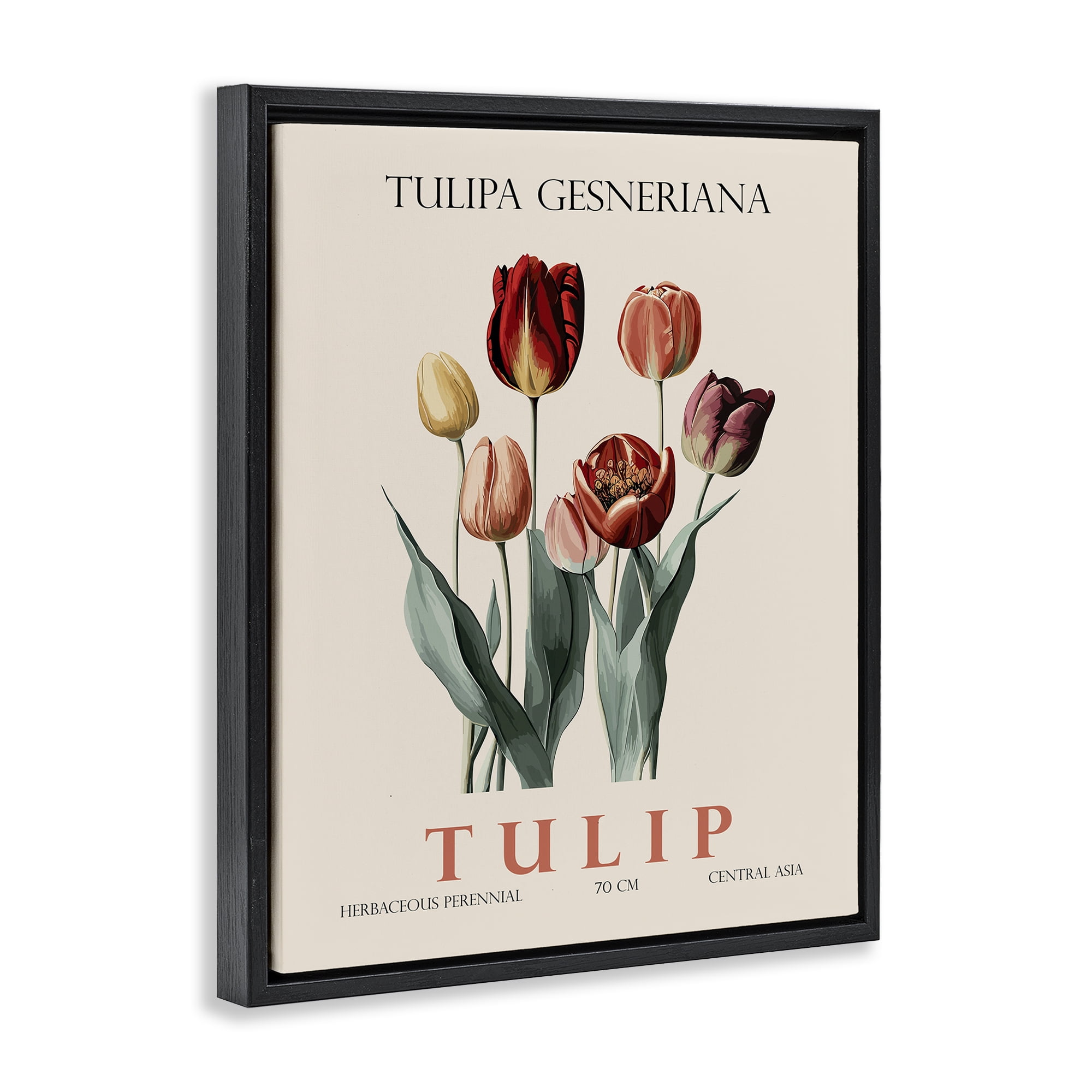 Stupell Industries Natural Tulip Bundle Black Framed Floater Canvas Wall Art, design by Christopher Giampietro