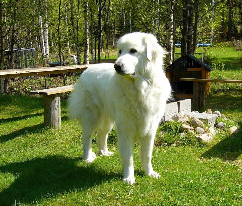 great pyrenees pajamas