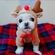 thumbnail image 4 of onlyliua Liquidación Frutas Transformadas En Perros, Gatos, Perros y Suéteres de Invierno, Ropa de Polar., 4 of 6