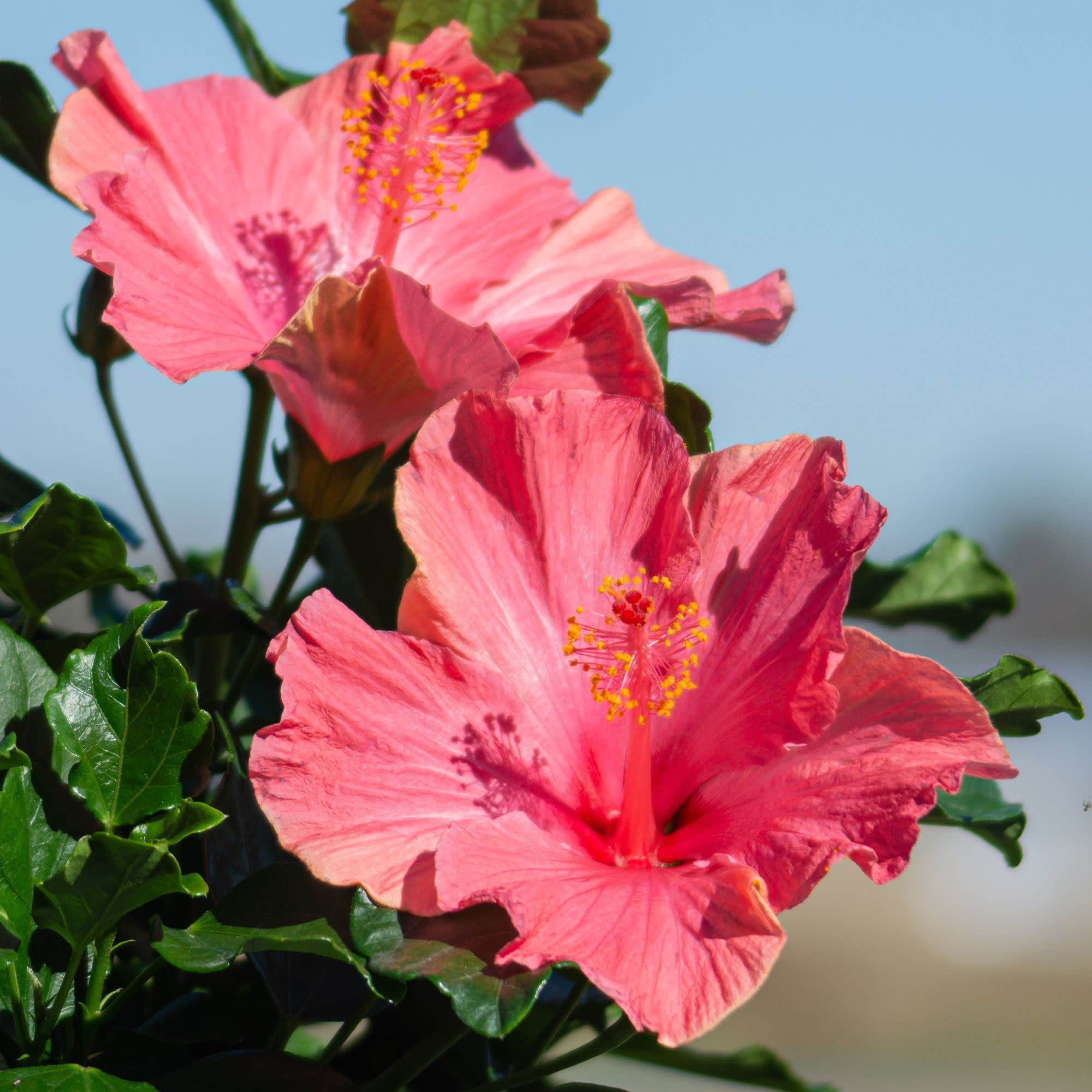 Proven Winners ColorChoice 6" Pink Hollywood Hibiscus First Lady Tropical Hibiscus Live Plant in 7.5" Pot