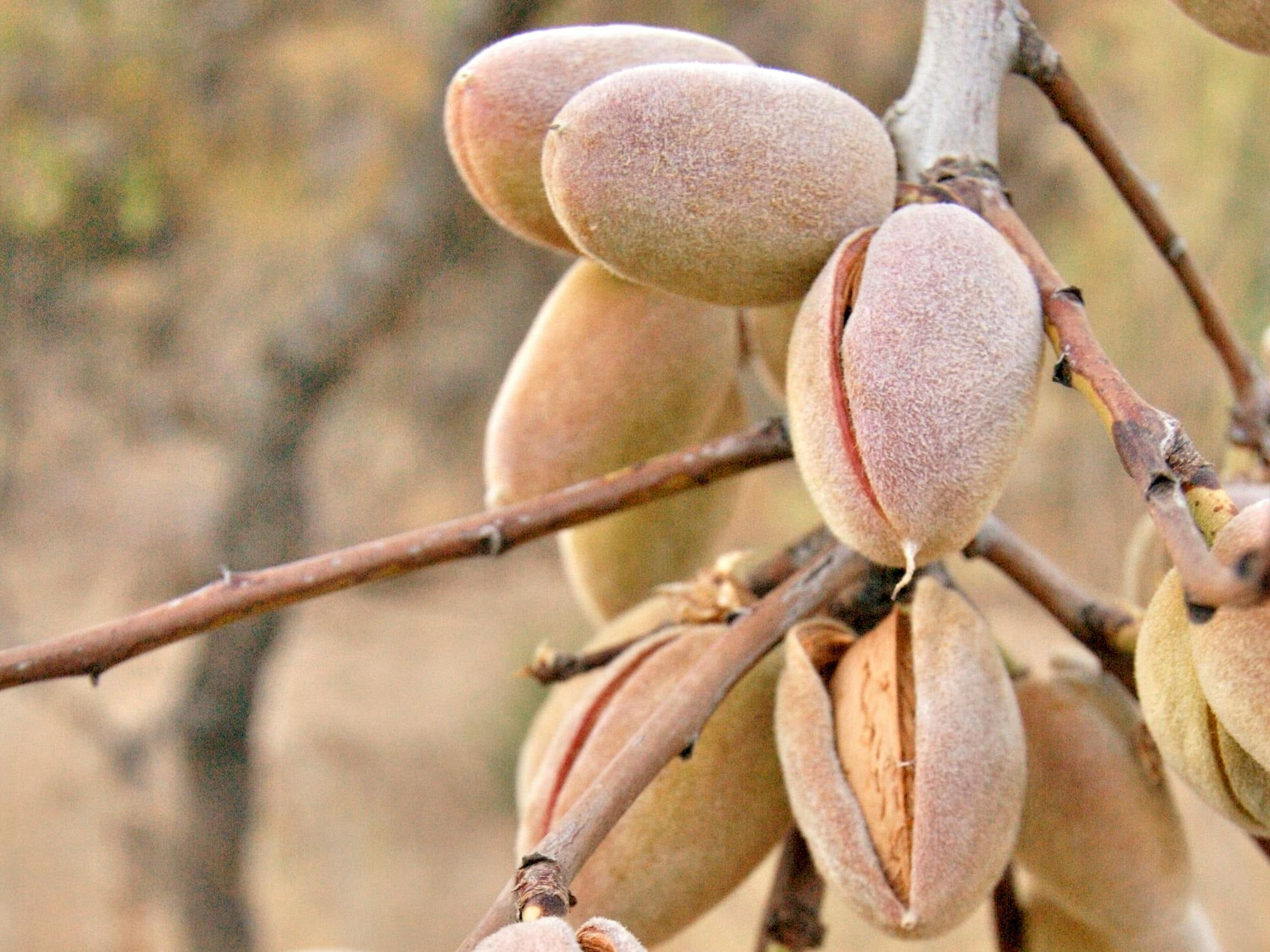 Whole Blanched Almonds, 3 Pounds - Kosher, Raw, Vegan - by Food to Live