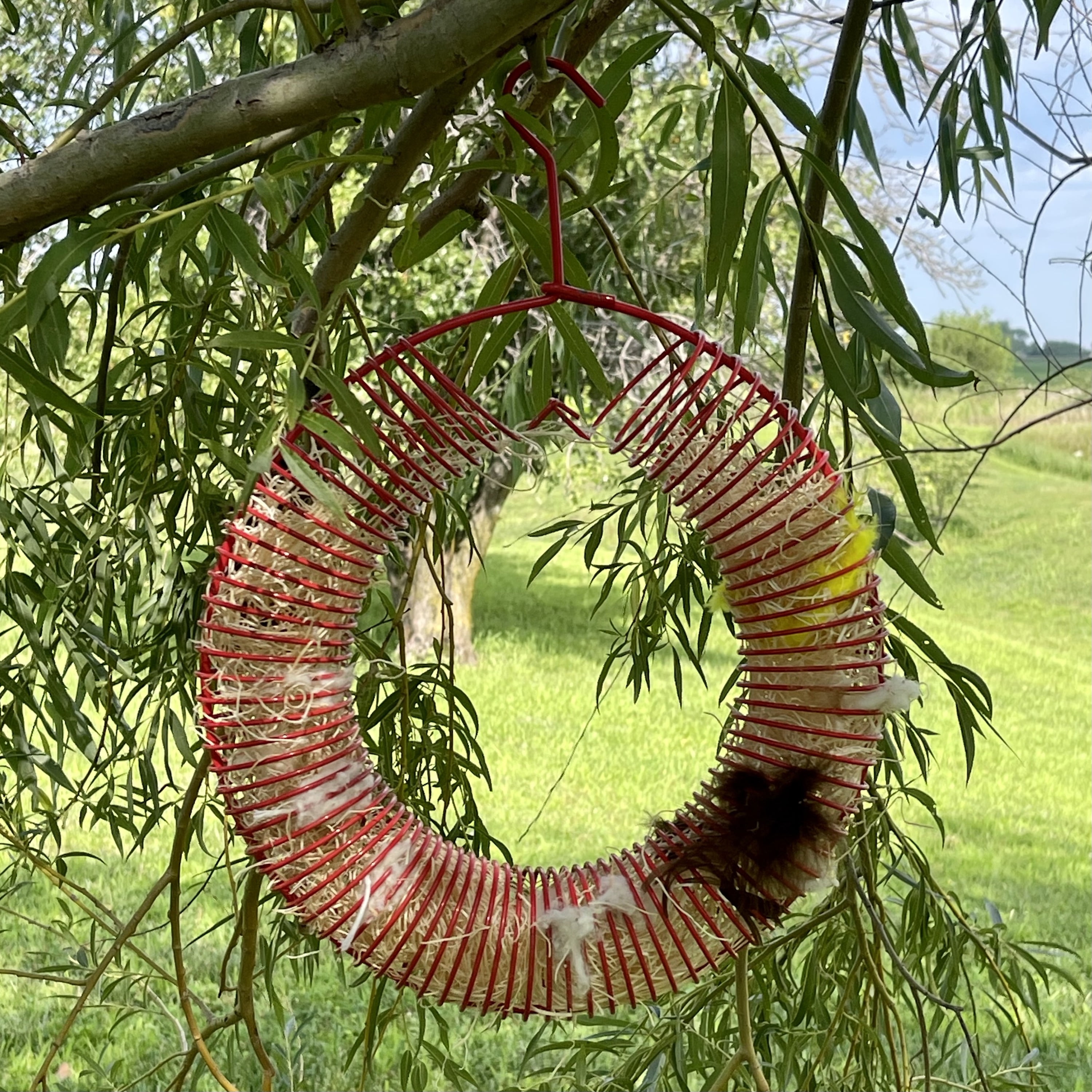 Songbird Essentials Bird Feeder Squirrel Feeder Whole Peanuts Wreath Red