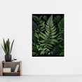 thumbnail image 2 of Fern Fronds Illustration Ernst Haeckel Style Extra Large XL Wall Art Poster Print, 2 of 3