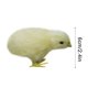 thumbnail image 3 of Juguete de peluche Pollito de peluche Palm Pet Chirpy Chick Easter Chick Juguete de peluche Wmkox8yii HAHFKSH1372, 3 of 3