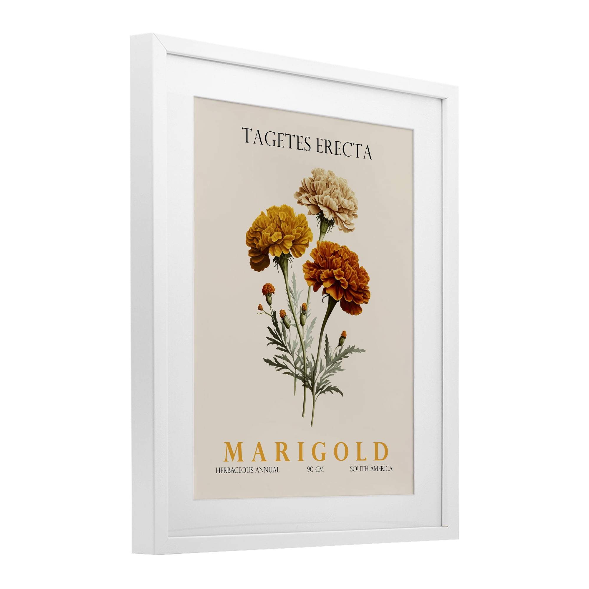 Stupell Industries Natural Marigold Bundle White Framed Print Under Glass, design by Christopher Giampietro