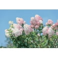 thumbnail image 4 of 2 Gallon Pee Gee Hydrangea, 4 of 6