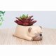 thumbnail image 2 of 1pcs Succulent Vases, 2 of 3