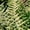 Southern Wood Fern, variant on Expert Gardener Autumn Fern (2.5 Quart) Orange-Red New Foliage - Part Shade Live Outdoor Plant for shade