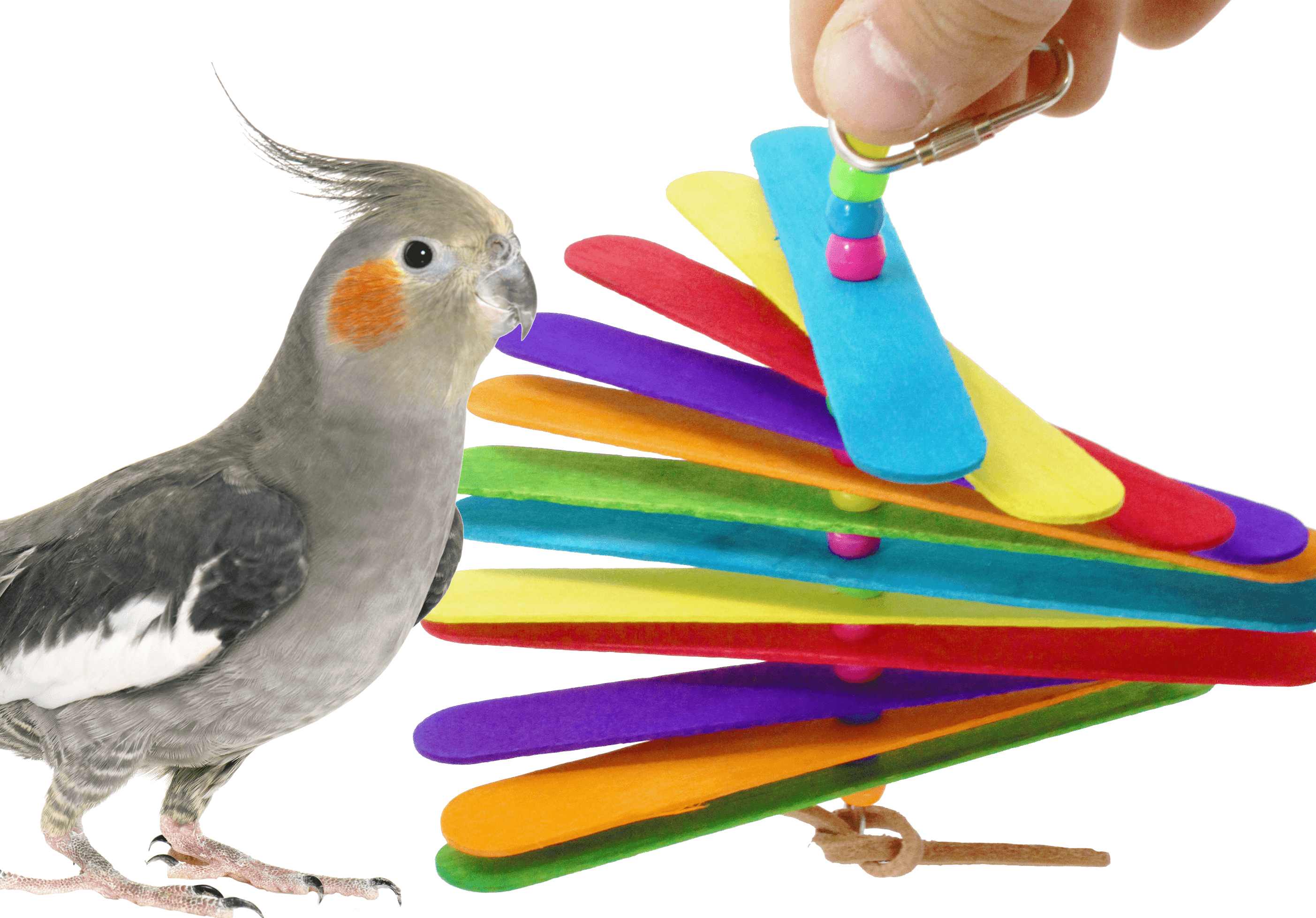 bird on a stick toy