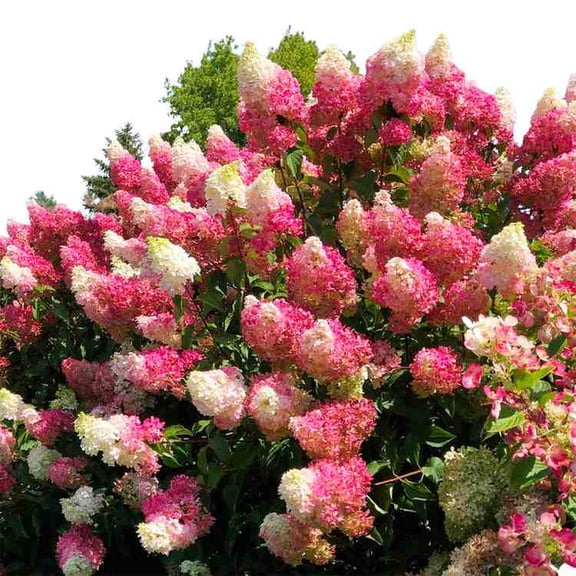 Vanilla Strawberry Hydrangea – Color-Changing Pink & White Flowering Shrub