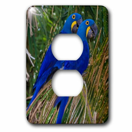 3dRose Brazil. Hyacinth macaws a vulnerable species of parrot in the Pantanal - 2 Plug Outlet Cover
