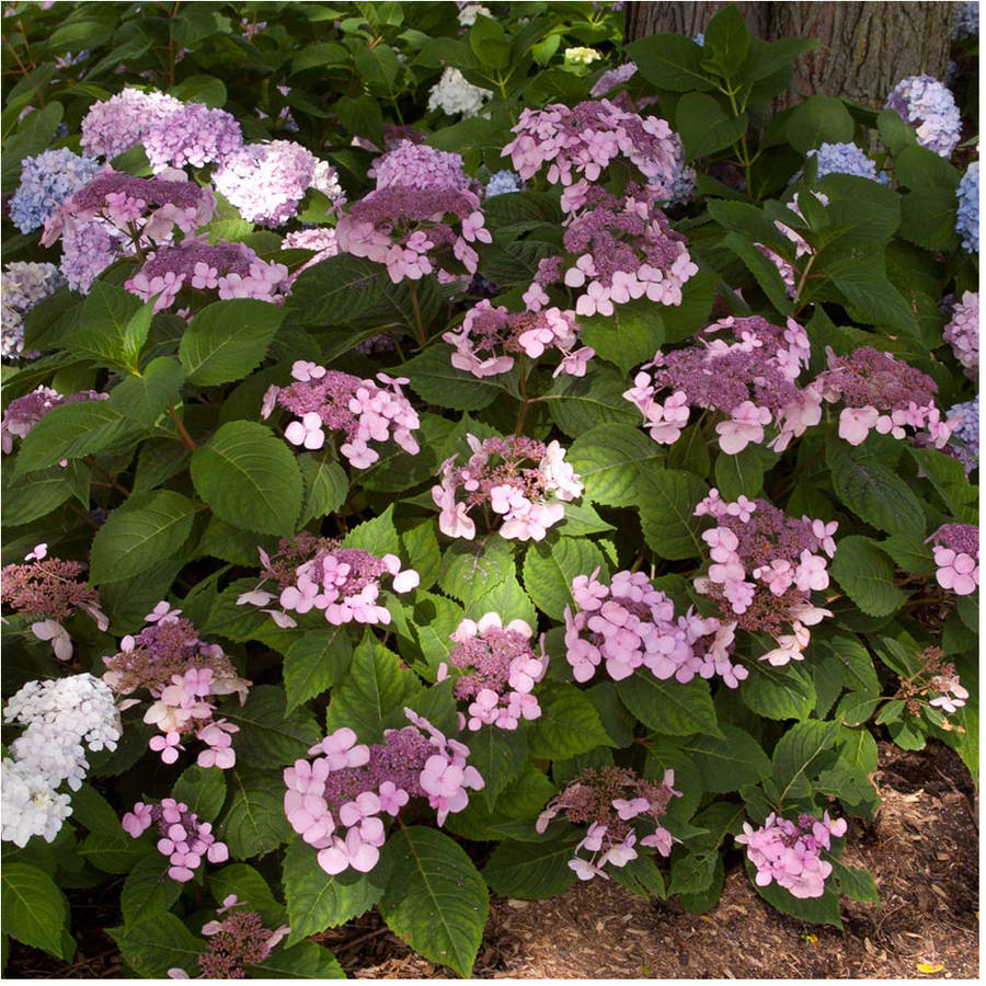 Endless Summer Outdoor Twist N Shout Hydrangea Flowering Bush 1 Gal