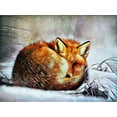 thumbnail image 2 of Aldridge, Ashley 18x15 White Modern Wood Framed Museum Art Print Titled - Red Fox Curl Up, 2 of 4