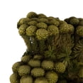 thumbnail image 3 of Vickerman 12-16" Yellow/Green Brunia, 4 oz Bundle, Preserved, 3 of 5