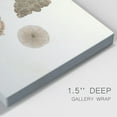 thumbnail image 3 of Knorr Shells & Coral VIII Premium Gallery Wrapped Canvas - Ready to Hang, 3 of 9