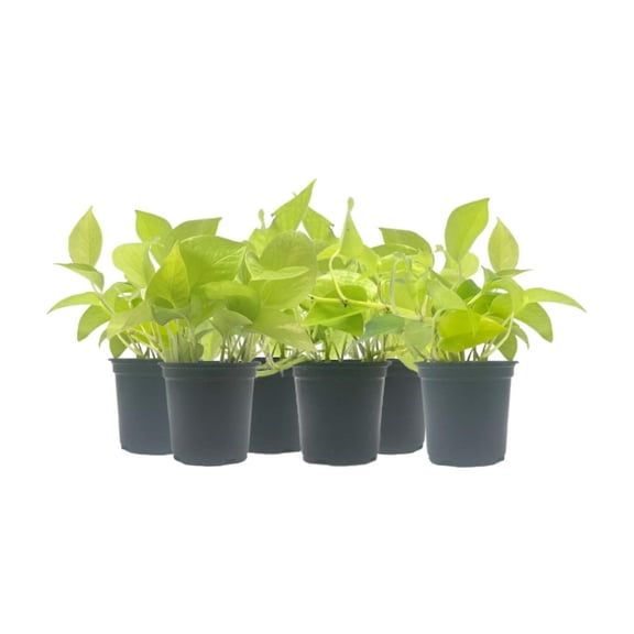 6-PK Live Neon Pothos, Epipremnum aureum 'Neon', Air Purifying Indoor Plant, Low Light Houseplant, Easy Care Plant, 4-inch Pot(s)