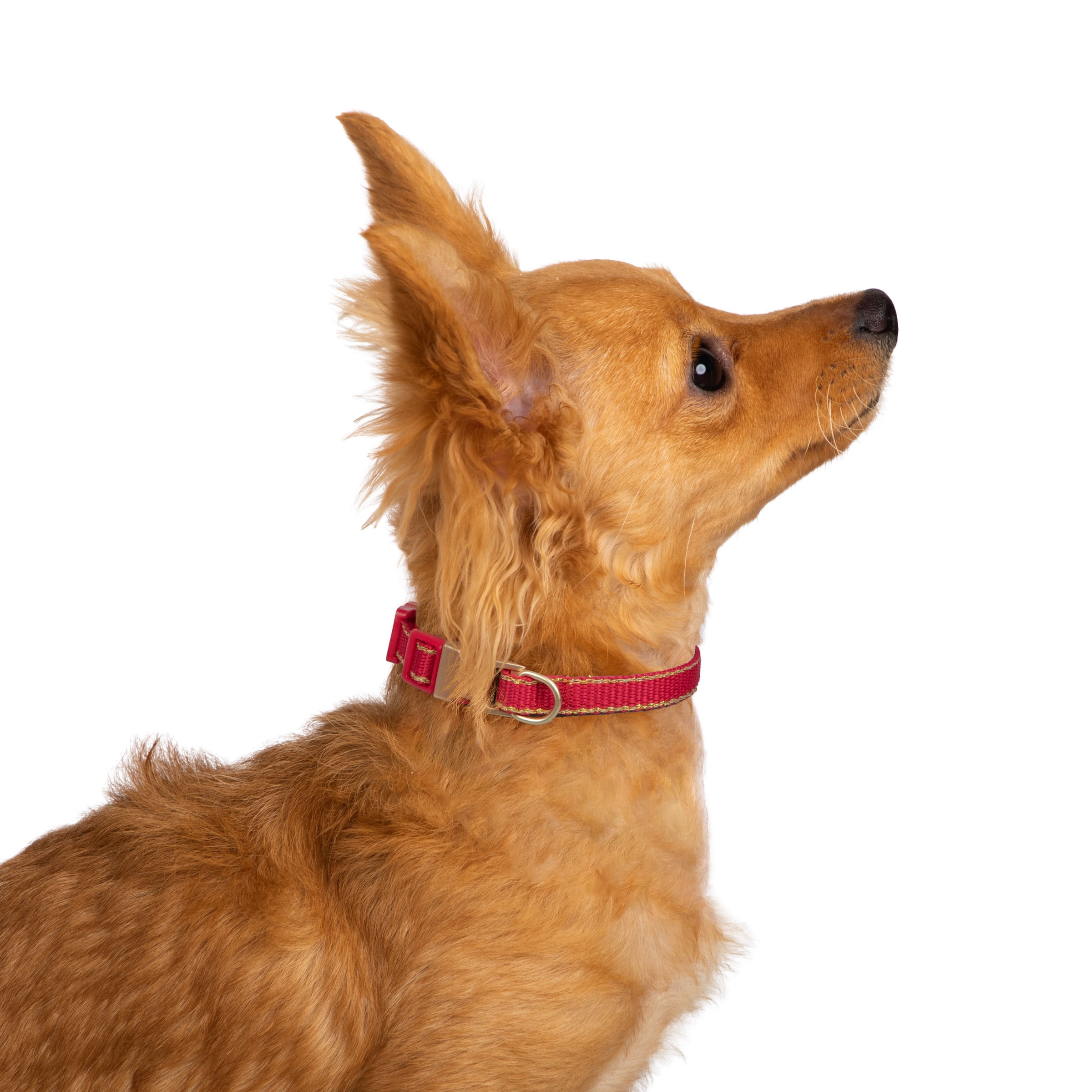 Christian Siriano Pet, Animal Print Bow and Gold Trim, Fashion Dog Collars, Red, XS, 2 Piece Set