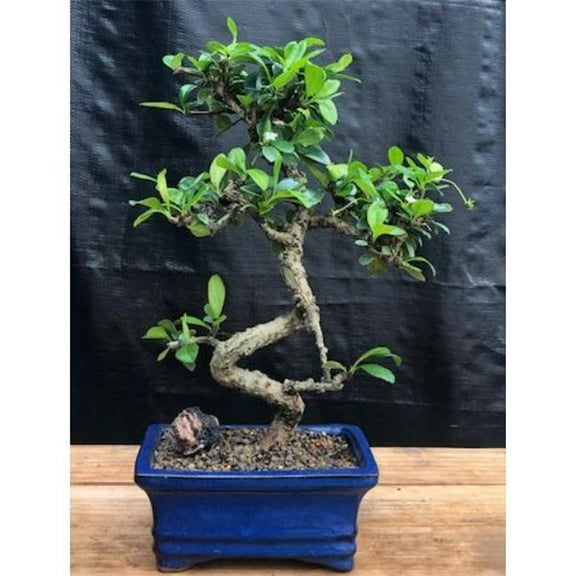 Bonsai Boy e1896 Curved Trunk Flowering Fukien Tea Tree - Ehretia Microphylla - Small