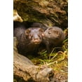 thumbnail image 2 of Jaynes Gallery 23x32 Black Ornate Wood Framed with Double Matting Museum Art Print Titled - Minnesota-Pine County Mink mother and pup in log, 2 of 4