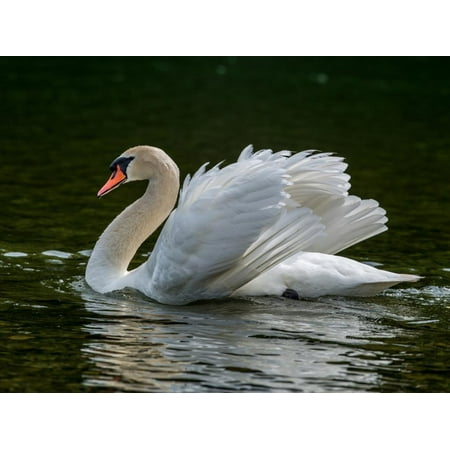 Mute swan (Cygnus olor) displaying plumage in lake, Sooke, Vancouver Island, British Columbia, C... Print Wall