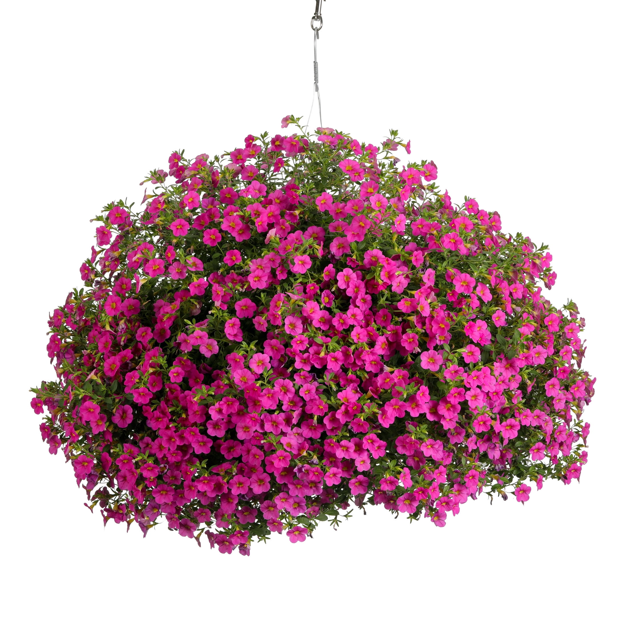 Proven Winners 4" Superbells Pink Calibrachoa Live Plant in 4.25" Pot (4 Count)