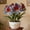 C, variant on Amaryllis, Low Maintenance - Easy Grow - Ideal for Beds Borders, Plant Pots & Planters
