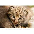 thumbnail image 2 of Jaynes Gallery 14x11 White Modern Wood Framed Museum Art Print Titled - Minnesota-Pine County Bobcat kitten close-up, 2 of 4