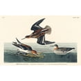 thumbnail image 3 of Audubon, John James 14x10 Black Modern Framed Museum Art Print Titled - Hyperborean phalarope, 3 of 5